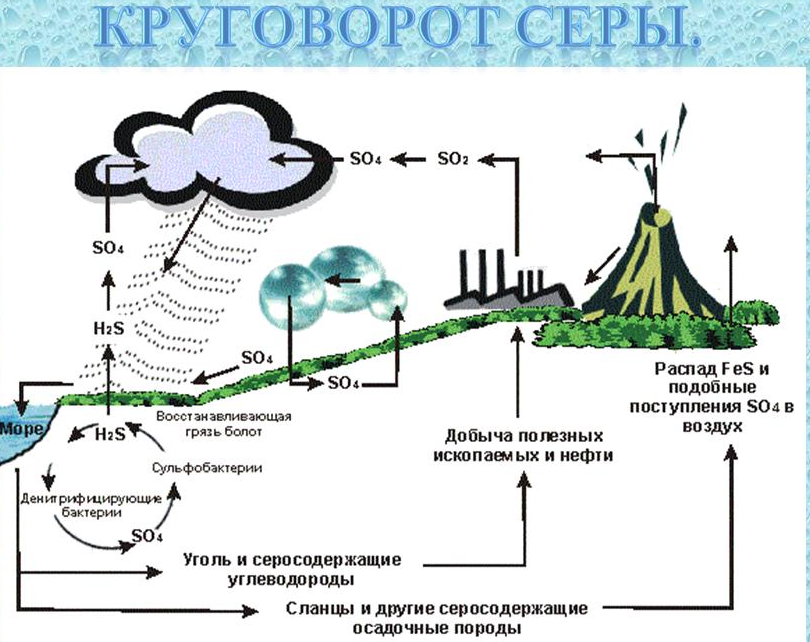 Схемы круговорота серы