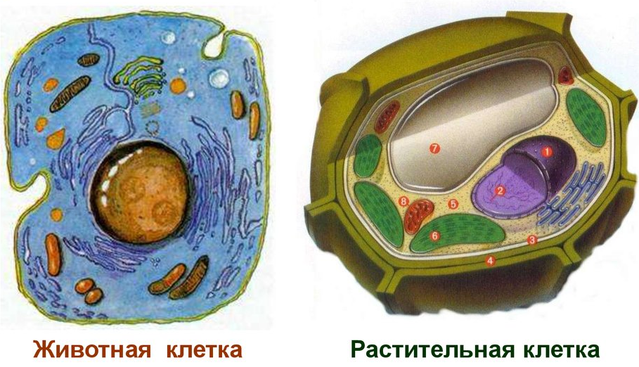 Схема строения клетки животного и растения: найдено 90 изображений