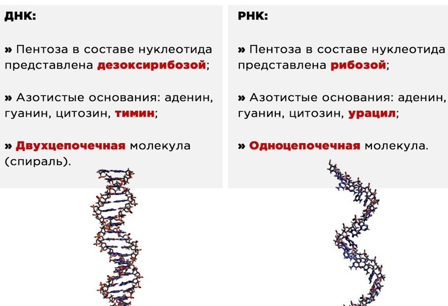 Днк и рнк общее. ДНК ЕГЭ биология.
