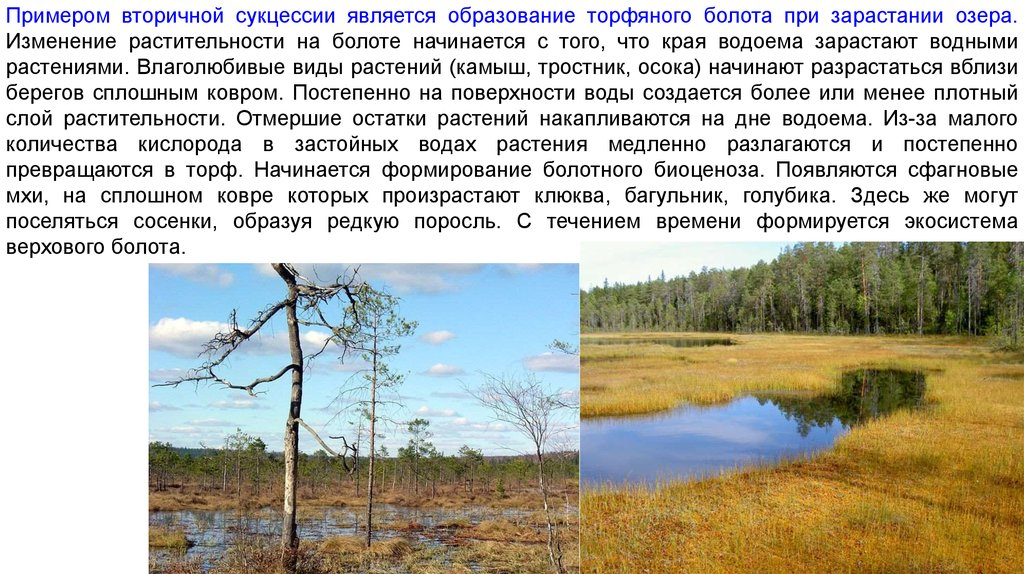Экологическая группа болот. Зарастание озера сукцессия. Экосистема болота. Зарастание болота сукцессия. Сукцессия озера в болото.
