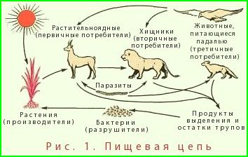 Схема которая показывает животных. Пищевые Цепочки цикл. Пищевая цепь животных и человека. Паразитическая пищевая цепь. Пищевая цепь растение растительноядное животное хищник.