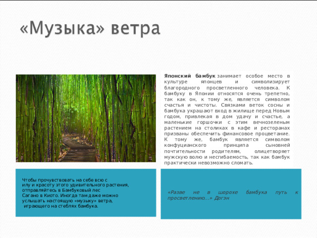 Японский бамбук  занимает особое место в культуре японцев и символизирует благородного просветленного человека. К бамбуку в Японии относятся очень трепетно, так как он, к тому же, является  символом счастья и чистоты. Связками веток сосны и бамбука украшают вход в жилище перед Новым годом, привлекая в дом удачу и счастье, а маленькие горшочки с этим вечнозеленым растением на столиках в кафе и ресторанах призваны обеспечить финансовое процветание. К тому же, бамбук является символом конфуцианского принципа сыновней почтительности родителям, олицетворяет мужскую волю и несгибаемость, так как бамбук практически невозможно сломать. Чтобы прочувствовать на себе всю с илу и красоту этого удивительного растения, отправляйтесь в Бамбуковый лес  Сагано в Киото. Иногда там даже можно услышать настоящую «музыку» ветра,  играющего на стеблях бамбука. «Разве не в шорохе бамбука путь к просветлению…» Догэн 