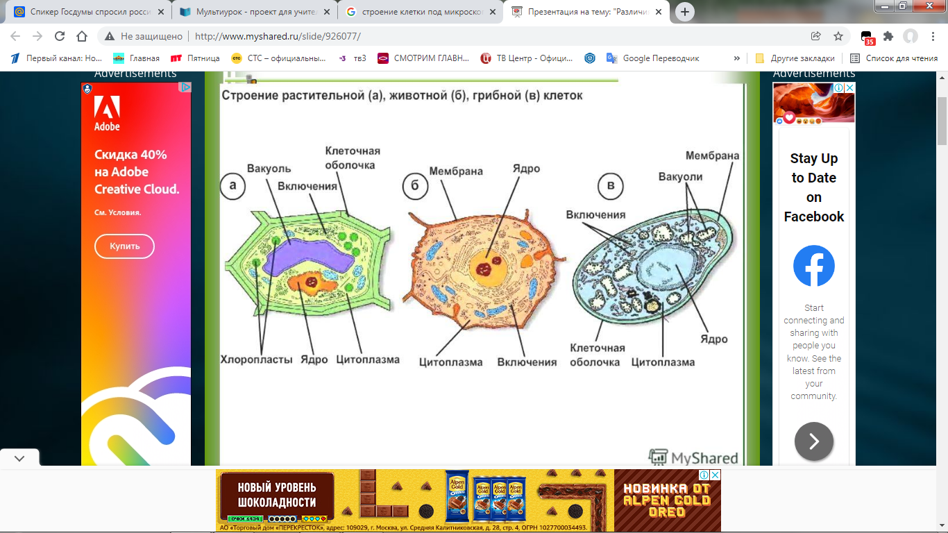 Лекция по теме 1: Строение клетки