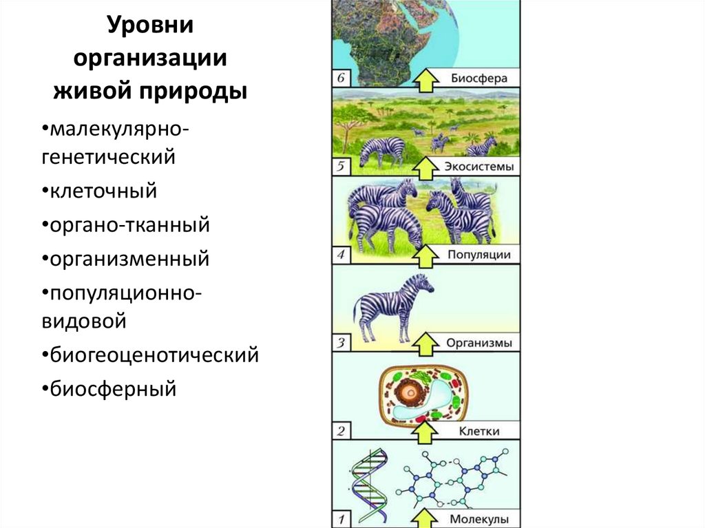 Карта биосфера калуга