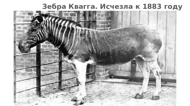  Зебра Квагга. Исчезла к 1883 году 