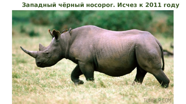  Западный чёрный носорог. Исчез к 2011 году 