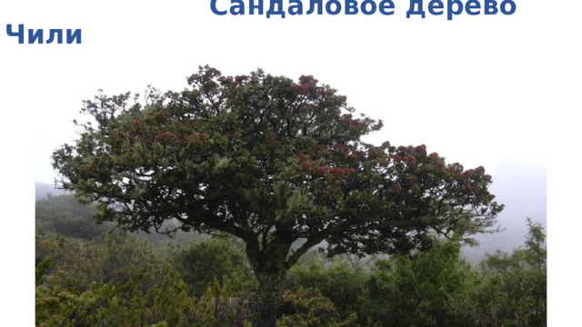  Сандаловое дерево Чили 