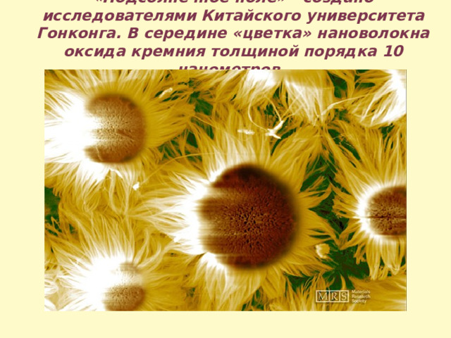 «Подсолнечное поле» - создано исследователями Китайского университета Гонконга.  В середине «цветка» нановолокна оксида кремния толщиной порядка 10 нанометров.  