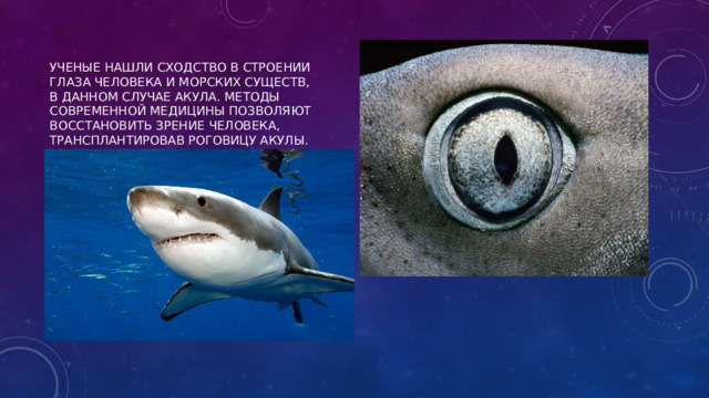 Ученые нашли сходство в строении глаза человека и морских существ, в данном случае акула. Методы современной медицины позволяют восстановить зрение человека, трансплантировав роговицу акулы. 