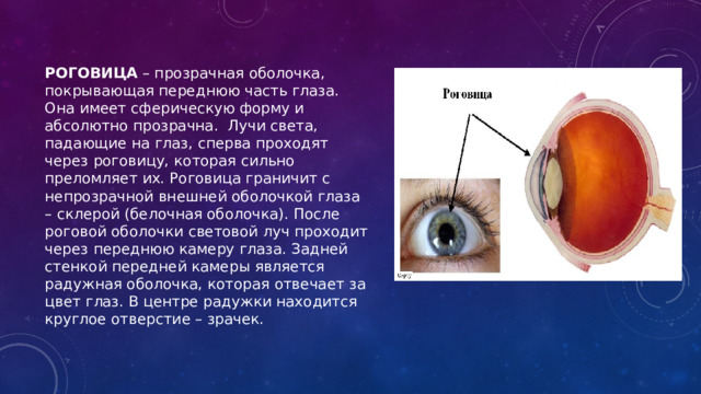РОГОВИЦА – прозрачная оболочка, покрывающая переднюю часть глаза. Она имеет сферическую форму и абсолютно прозрачна. Лучи света, падающие на глаз, сперва проходят через роговицу, которая сильно преломляет их. Роговица граничит с непрозрачной внешней оболочкой глаза – склерой (белочная оболочка). После роговой оболочки световой луч проходит через переднюю камеру глаза. Задней стенкой передней камеры является радужная оболочка, которая отвечает за цвет глаз. В центре радужки находится круглое отверстие – зрачек. 