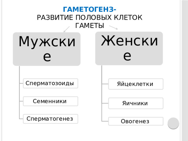 Гаметогенз-  развитие половых клеток  Гаметы Женские Мужские Сперматозоиды Яйцеклетки Семенники Яичники Сперматогенез Овогенез 