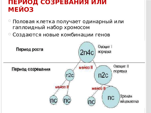 Период созревания или мейоз Половая клетка получает одинарный или гаплоидный набор хромосом Создаются новые комбинации генов 