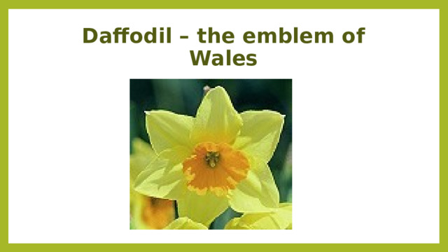 Daffodil – the emblem of Wales 