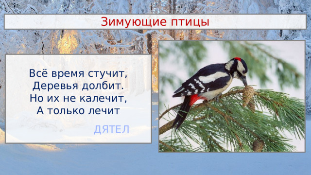 Зимующие птицы Всё время стучит, Деревья долбит. Но их не калечит, А только лечит ДЯТЕЛ 