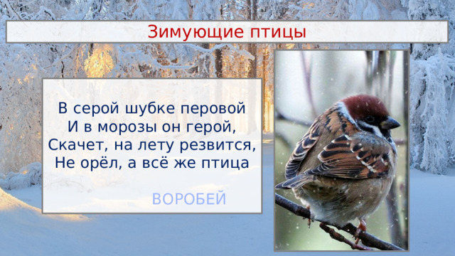 Зимующие птицы В серой шубке перовой И в морозы он герой, Скачет, на лету резвится, Не орёл, а всё же птица ВОРОБЕЙ 