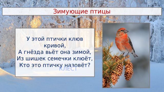 Зимующие птицы У этой птички клюв кривой, А гнёзда вьёт она зимой, Из шишек семечки клюёт, Кто это птичку назовёт? КЛЁСТ 