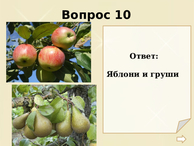 Вопрос 10 Ответ:  Яблони и груши 