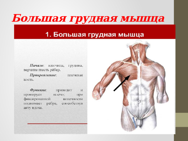 Большая грудная мышца 