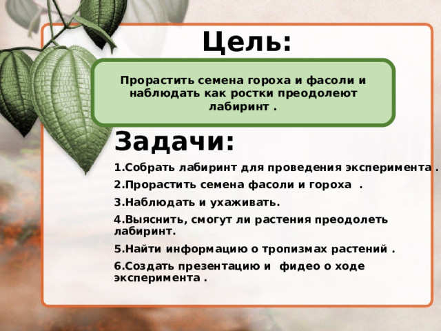 Прорастить семена гороха и фасоли и наблюдать как ростки преодолеют лабиринт .  Цель: Задачи: Собрать лабиринт для проведения эксперимента . Прорастить семена фасоли и гороха . Наблюдать и ухаживать. Выяснить, смогут ли растения преодолеть лабиринт. Найти информацию о тропизмах растений . Создать презентацию и фидео о ходе эксперимента .  