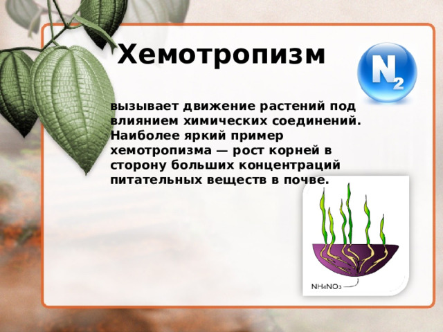  Хемотропизм вызывает движение растений под влиянием химических соединений. Наиболее яркий пример хемотропизма — рост корней в сторону больших концентраций питательных веществ в почве. 