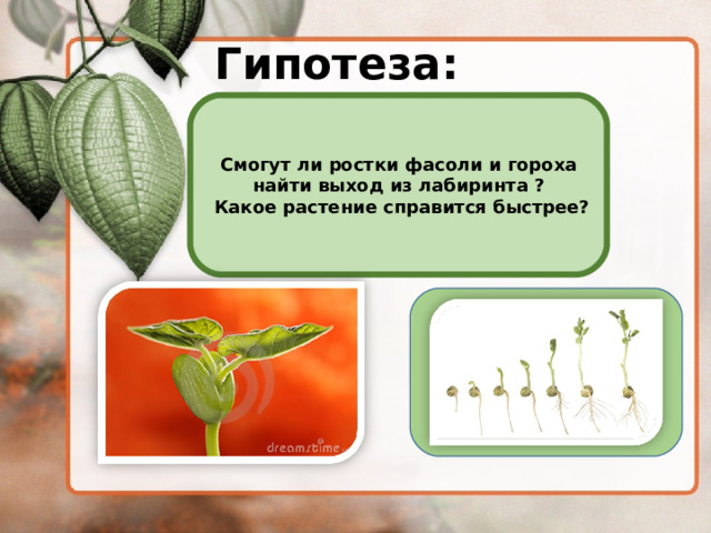 Гипотеза: Смогут ли ростки фасоли и гороха найти выход из лабиринта ?  Какое растение справится быстрее? 