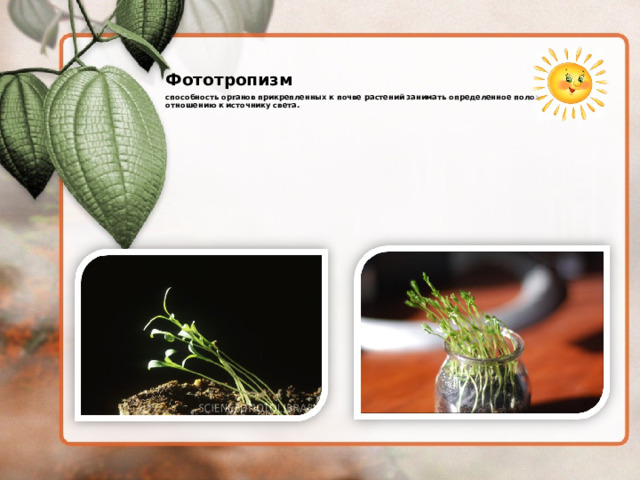 Фототропизм способность органов прикрепленных к почве растений занимать определенное положение по отношению к источнику света. 