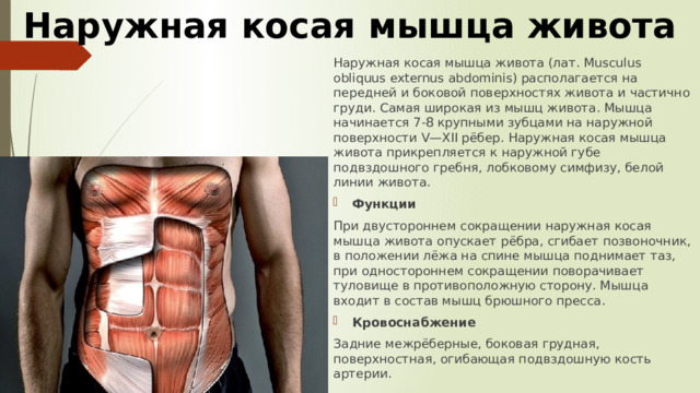 Наружная косая мышца живота Наружная косая мышца живота (лат. Musculus obliquus externus abdominis) располагается на передней и боковой поверхностях живота и частично груди. Самая широкая из мышц живота. Мышца начинается 7-8 крупными зубцами на наружной поверхности V—XII рёбер. Наружная косая мышца живота прикрепляется к наружной губе подвздошного гребня, лобковому симфизу, белой линии живота. Функции При двустороннем сокращении наружная косая мышца живота опускает рёбра, сгибает позвоночник, в положении лёжа на спине мышца поднимает таз, при одностороннем сокращении поворачивает туловище в противоположную сторону. Мышца входит в состав мышц брюшного пресса. Кровоснабжение Задние межрёберные, боковая грудная, поверхностная, огибающая подвздошную кость артерии. 