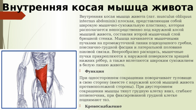 Внутренняя косая мышца живота Внутренняя косая мышца живота (лат. musculus obliquus internus abdominis) плоская, представляющая собой широкую мышечно-сухожильную пластинку, которая располагается непосредственно под наружной косой мышцей живота, составляя второй мышечный слой брюшной стенки. Мышца начинается мышечными пучками на промежуточной линии подвздошного гребня, пояснично-грудной фасции и латеральной половине паховой связки. Веерообразно расходясь, мышечные пучки прикрепляются к наружной поверхности хрящей нижних рёбер, а также вплетаются широким сухожилием в белую линию живота. Функция При одностороннем сокращении поворачивает туловище в свою сторону (вместе с наружной косой мышцей живота противоположной стороны). При двустороннем сокращении мышцы тянут грудную клетку вниз, сгибают позвоночник, при фиксированной грудной клетке поднимают таз. Кровоснабжение Задние межрёберные, верхняя и нижняя надчревные, мышечно-диафрагмальная артерии. 