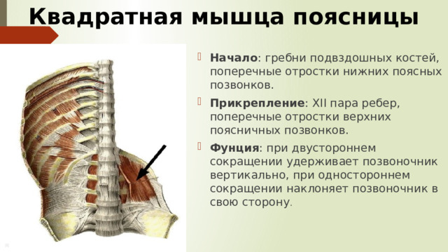 Квадратная мышца поясницы Начало : гребни подвздошных костей, поперечные отростки нижних поясных позвонков. Прикрепление : ХII пара ребер, поперечные отростки верхних поясничных позвонков. Фунция : при двустороннем сокращении удерживает позвоночник вертикально, при одностороннем сокращении наклоняет позвоночник в свою сторону . 