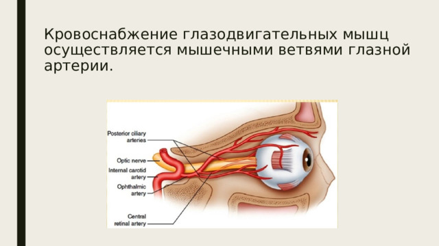 Глазодвигательные мышцы функции