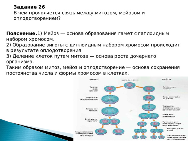 Задание 26 В чем проявляется связь между митозом, мейозом и оплодотворением? Пояснение. 1) Мейоз — основа образования гамет с гаплоидным набором хромосом. 2) Образование зиготы с диплоидным набором хромосом происходит в результате оплодотворения. 3) Деление клеток путем митоза — основа роста дочернего организма. Таким образом митоз, мейоз и оплодотворение — основа сохранения постоянства числа и формы хромосом в клетках. 
