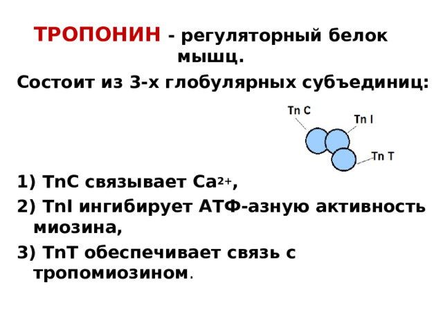 ТРОПОНИН -  регуляторный белок мышц. Состоит из 3-х глобулярных субъединиц:    1) TnC связывает Са 2+ , 2) TnI ингибирует АТФ-азную активность миозина, 3) TnT обеспечивает связь с тропомиозином . 