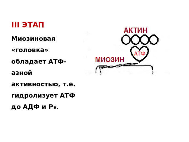 III ЭТАП Миозиновая «головка» обладает АТФ-азной активностью, т.е. гидролизует АТФ до АДФ и Р н. 