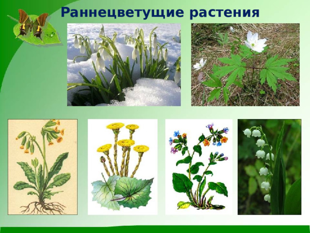 Раннецветущие растения 