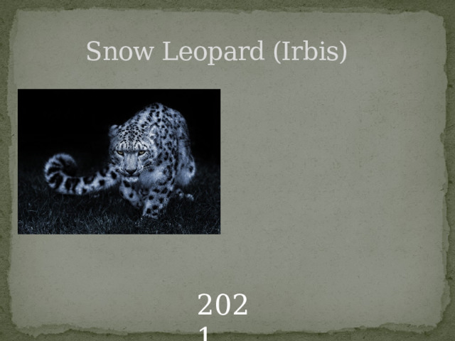  Snow Leopard (Irbis) 2021 