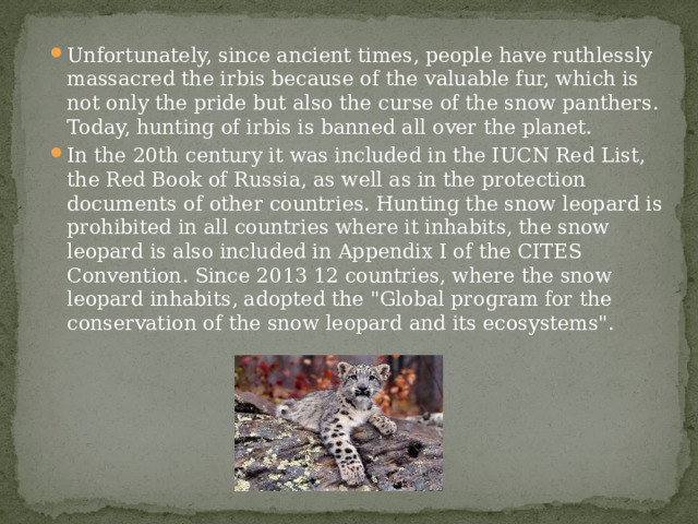 Unfortunately, since ancient times, people have ruthlessly massacred the irbis because of the valuable fur, which is not only the pride but also the curse of the snow panthers. Today, hunting of irbis is banned all over the planet. In the 20th century it was included in the IUCN Red List, the Red Book of Russia, as well as in the protection documents of other countries. Hunting the snow leopard is prohibited in all countries where it inhabits, the snow leopard is also included in Appendix I of the CITES Convention. Since 2013 12 countries, where the snow leopard inhabits, adopted the 