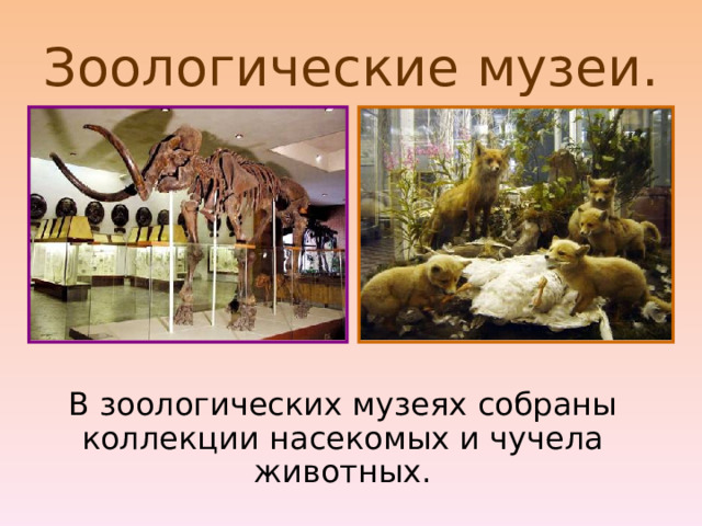 Зоологические музеи.  В зоологических музеях собраны коллекции насекомых и чучела животных. 