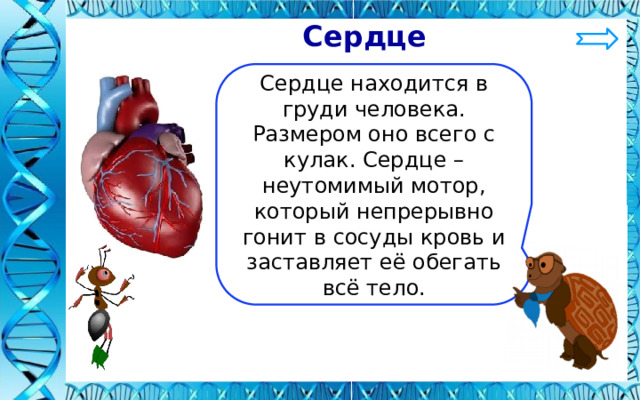  Сердце Сердце находится в груди человека. Размером оно всего с кулак. Сердце – неутомимый мотор, который непрерывно гонит в сосуды кровь и заставляет её обегать всё тело. 