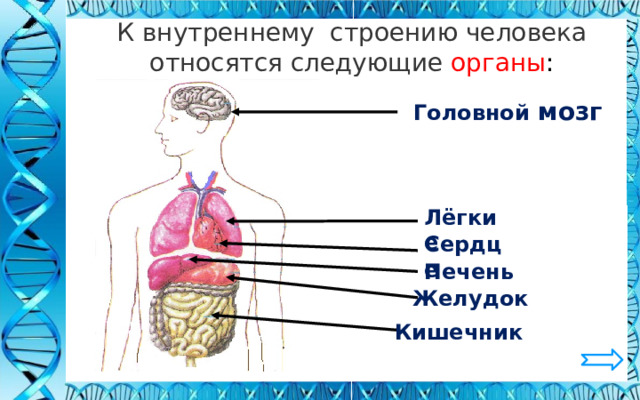 К внутреннему строению человека относятся следующие  органы : Головной мозг Лёгкие Сердце Печень Желудок Кишечник 