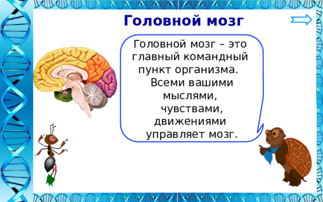  Головной мозг Головной мозг – это главный командный пункт организма. Всеми вашими мыслями, чувствами, движениями управляет мозг. 