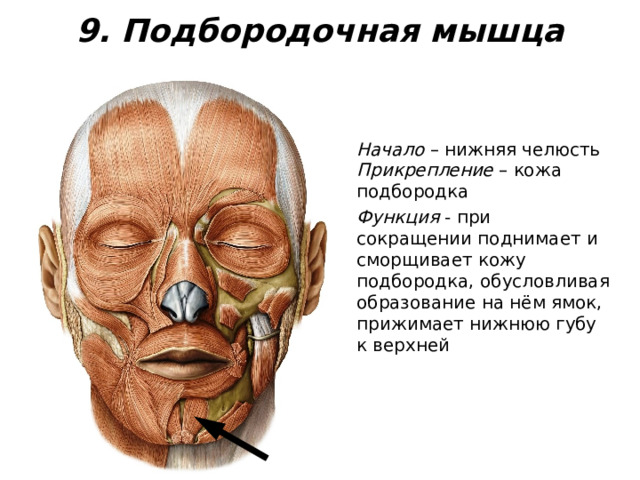 9. Подбородочная мышца Начало – нижняя челюсть Прикрепление – кожа подбородка Функция - при сокращении поднимает и сморщивает кожу подбородка, обусловливая образование на нём ямок, прижимает нижнюю губу к верхней 