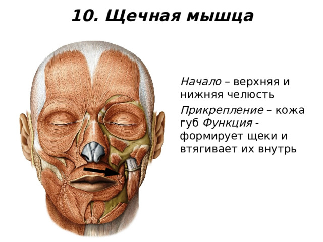 10. Щечная мышца Начало – верхняя и нижняя челюсть Прикрепление – кожа губ Функция - формирует щеки и втягивает их внутрь 