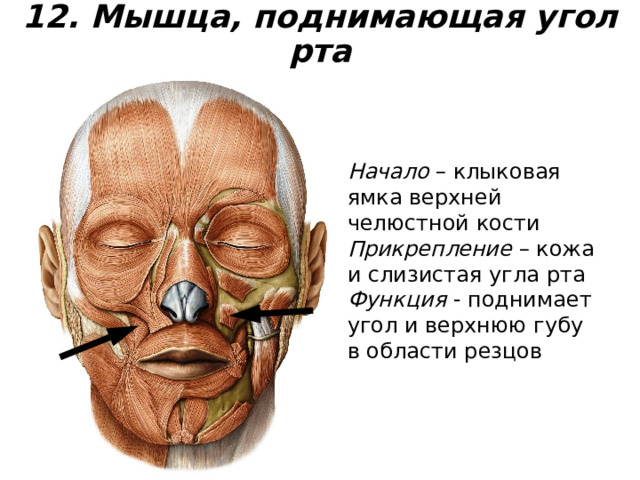 12. Мышца, поднимающая угол рта Начало – клыковая ямка верхней челюстной кости Прикрепление – кожа и слизистая угла рта Функция - поднимает угол и верхнюю губу в области резцов 