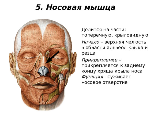 5. Носовая мышца Делится на части: поперечную, крыловидную Начало – верхняя челюсть в области альвеол клыка и резца Прикрепление – прикрепляется к заднему концу хряща крыла носа Функция - суживает носовое отверстие 