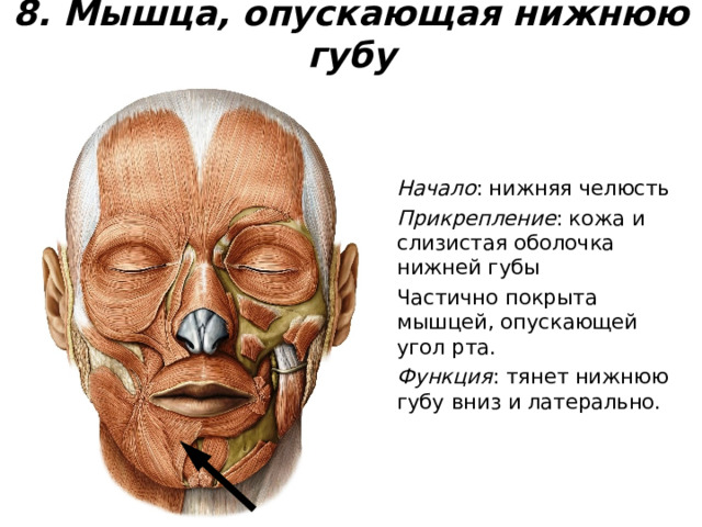8. Мышца, опускающая нижнюю губу Начало : нижняя челюсть Прикрепление : кожа и слизистая оболочка нижней губы Частично покрыта мышцей, опускающей угол рта. Функция : тянет нижнюю губу вниз и латерально. 