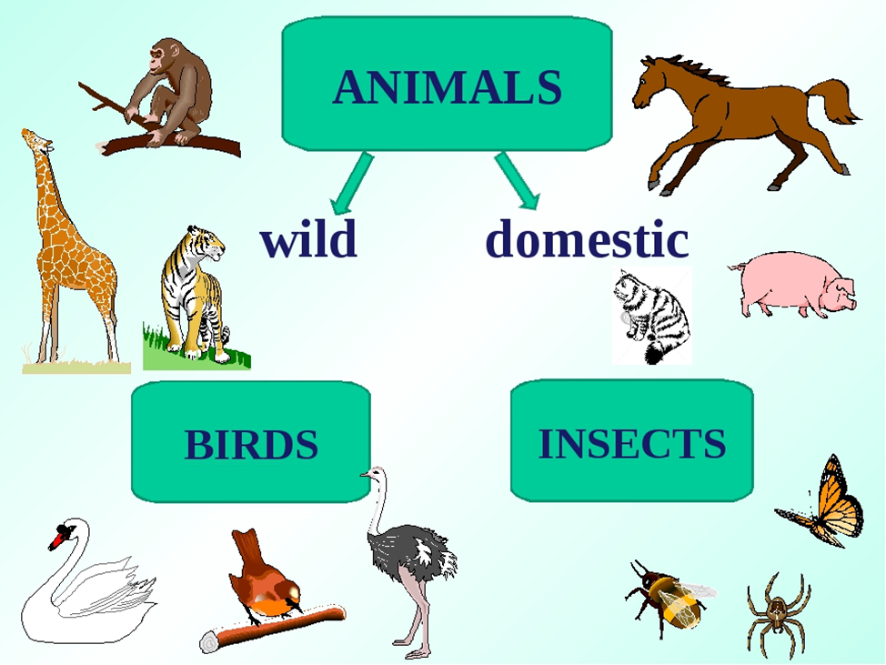 Different kind of animal. Animals презентация. Animals 3 класс. Wild animals на английском. Урок английского животные.