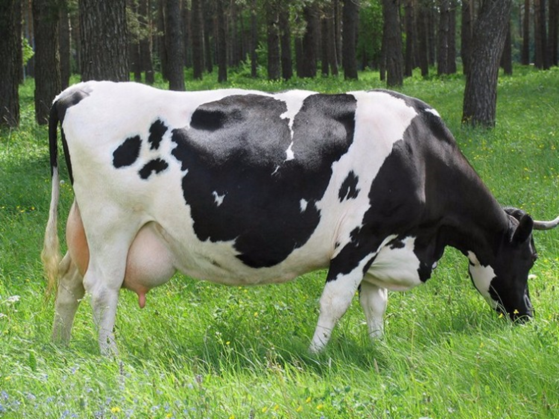 Голштинская корова купить. Голштинская корова. Белорусская черно-пестрая коров. Корова голштинской на белом. Голштино-Фризская порода.