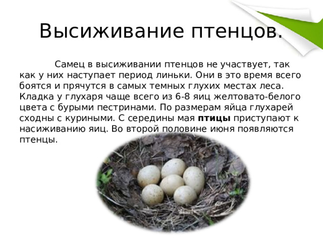 Высиживание птенцов.   Самец в высиживании птенцов не участвует, так как у них наступает период линьки. Они в это время всего боятся и прячутся в самых темных глухих местах леса. Кладка у глухаря чаще всего из 6-8 яиц желтовато-белого цвета с бурыми пестринами. По размерам яйца глухарей сходны с куриными. С середины мая  птицы  приступают к насиживанию яиц. Во второй половине июня появляются птенцы. 