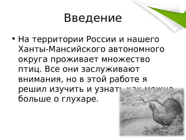 Введение На территории России и нашего Ханты-Мансийского автономного округа проживает множество птиц. Все они заслуживают внимания, но в этой работе я решил изучить и узнать как можно больше о глухаре. 