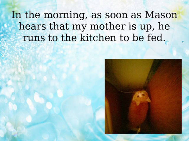 In the morning, as soon as Mason hears that my mother is up, he runs to the kitchen to be fed. 